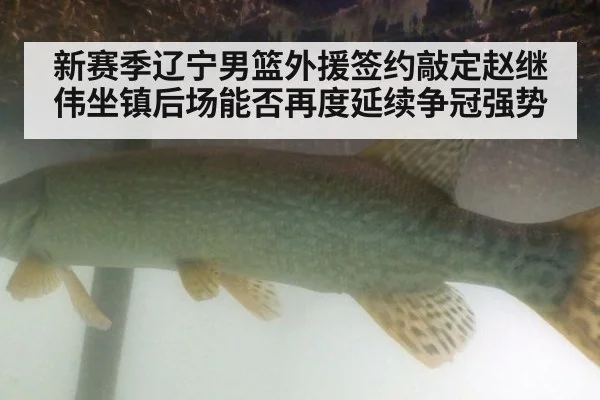 新赛季辽宁男篮外援签约敲定赵继伟坐镇后场能否再度延续争冠强势